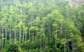 Chính sách đầu tư phát triển rừng đặc dụng